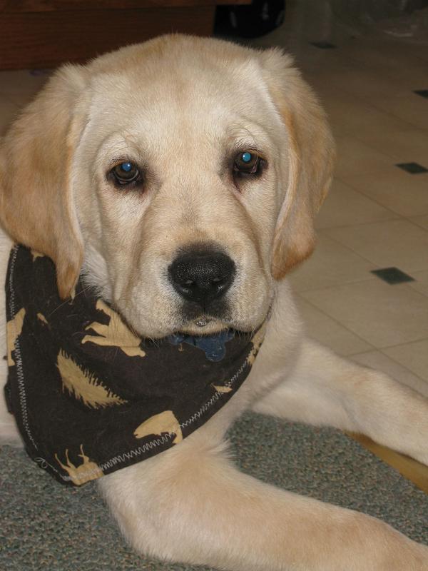 English labs for sale near best sale me